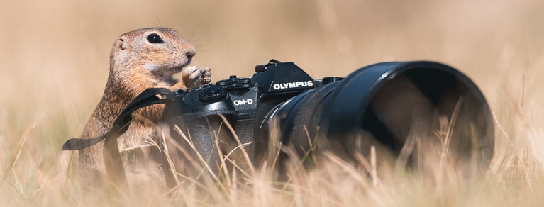 Erstklassige Tierfotografien der Fotoakademie